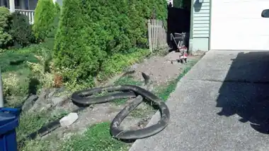 Side Yard Walkway, Bothell WA, photo 2