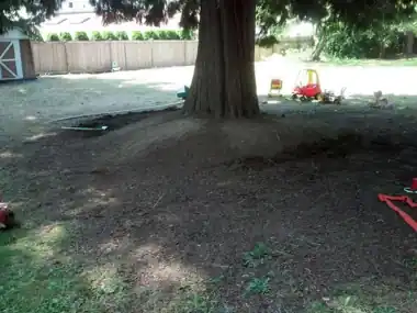 Circular Kids' Bike Track Around a Tree, Puget Sound WA, photo 6
